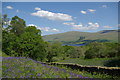 Bluebell wood & drystane dyke north of Blarmore