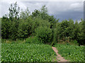 Footpath across a crop field by Claverley, Shropshire