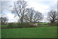 Farmland and hedge by the A281