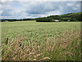 Wheat field near Amage Lane