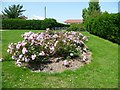 Flower bed in Knoll Park