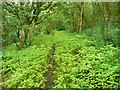 Hebden Royd Path 61 in Hathershelf Scout Wood, Mytholmroyd