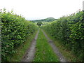 Old track up to The Wern Farm, near Crickhowell