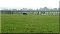 Pasture, Melbury Farm