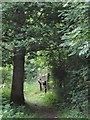 Woodland Path, Wolves Wood RSPB Reserve