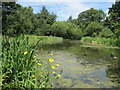 Pond in Mill Wood