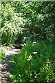 Footpath and Marsh Woundwort