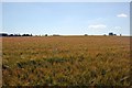 Ripening barley