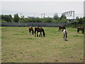 Horses in field off Higher Road