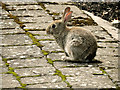 NZ0416 : Rabbit - Barnard Castle Sensory Garden by David Dixon
