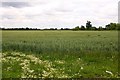 Arable field by Grove Park Drive