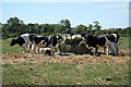 SK7564 : Cattle at Ossington by Richard Croft
