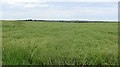 Oilseed rape, Redden