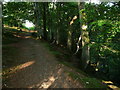 Path in the woods of Coed Cors-y-Gedol