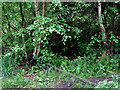 Overgrown railway line north of Bucknall, Stoke-on-Trent