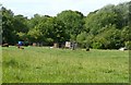 Brown sheep and hen-houses, Steeple Aston