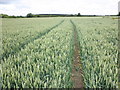 TL4435 : Wheat field, near Langley by Roger Cornfoot