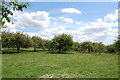 TQ9129 : Orchard near High House farm by Julian P Guffogg