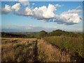 Bridleway near Eckington