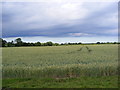 TM3872 : Field at Earlsway Farm by Geographer