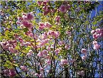 SN1710 : Cherry Blossom in Village Hall carpark, Llanteg by welshbabe