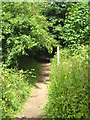 A sunny footpath on the edge of Antony Estate