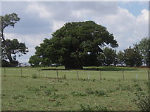 TF0615 : The Bowthorpe Oak by Ajay Tegala