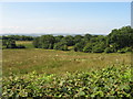 Fields near Pentyrch