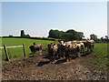 Cows and former windmill, St y-Nyll