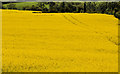 Rape field near Hillsborough (5)