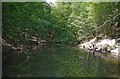 Pond in Wyre Forest near Bewdley