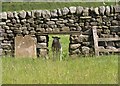 Sheep in hole near Wath