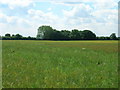 SE4962 : Farmland near Linton-on-Ouse by JThomas