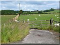 Field with sheep near Prioryhill