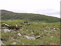 Native woodland on An t-Sron above Loch Choire lodge