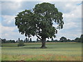 Tree by Moulton Lane