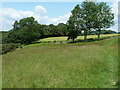 Hillside view to Sewards Copse