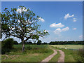 Bridleway to Tunman Wood