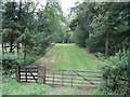 Forest ride in Swangrove Wood