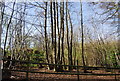 Trees by the path to Sevenoaks