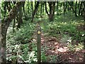 Footpath through the woods