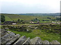 Cattle grazing near Dewsnaps