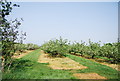 Orchard near Marden