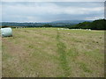 Footpath across a summer meadow