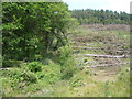 Mixed woodland in the Afan Forest Park