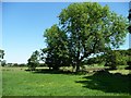 Trees on a field boundary