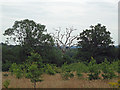 Dead tree on field boundary