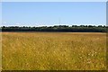 Looking over a field towards Beckley