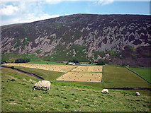 NY3431 : Sheep in Mosedale by Karl and Ali
