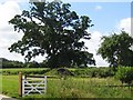 ST5109 : Oak Tree - Hardington Marsh by Sarah Smith
